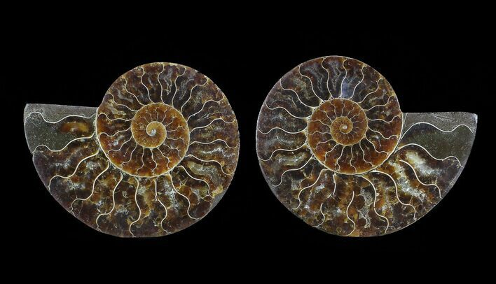 Cut & Polished Ammonite Fossil - Agatized #64976